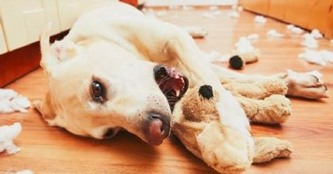 problemi da separazione cane