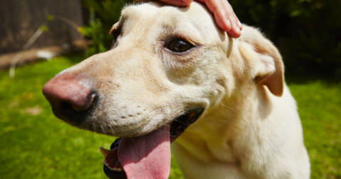 colpo di calore nel cane